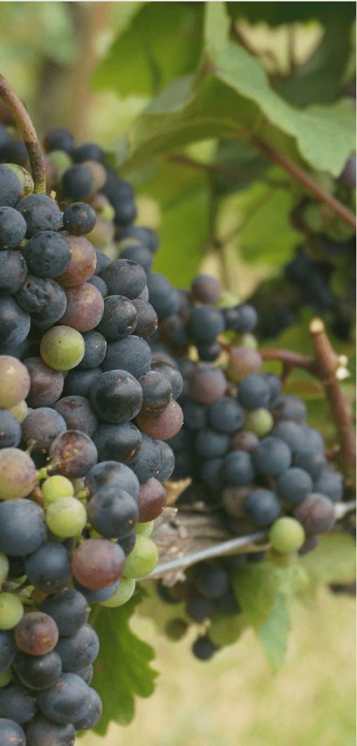 Wine grapes growing on the Naramata Bench in the South Okanagan wine region